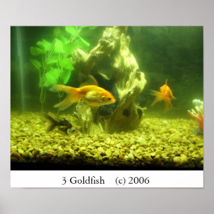 Guldfisk 3 poster
