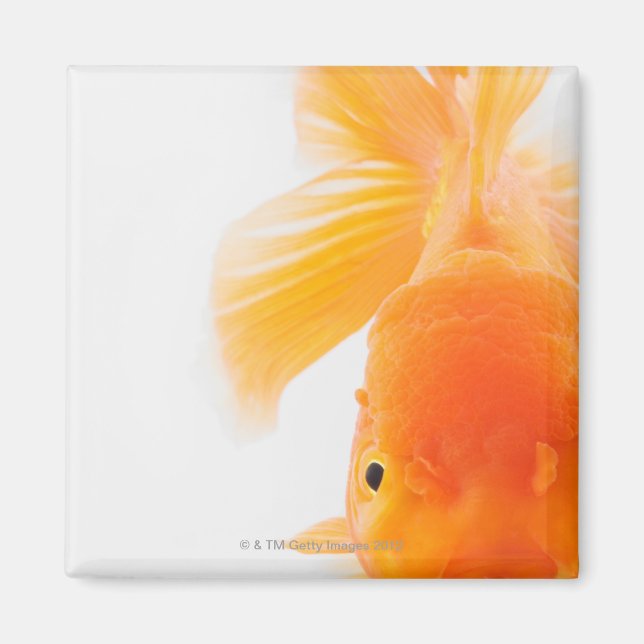 Guldfisk av orange (Carassius auratus) Magnet (Framsidan)