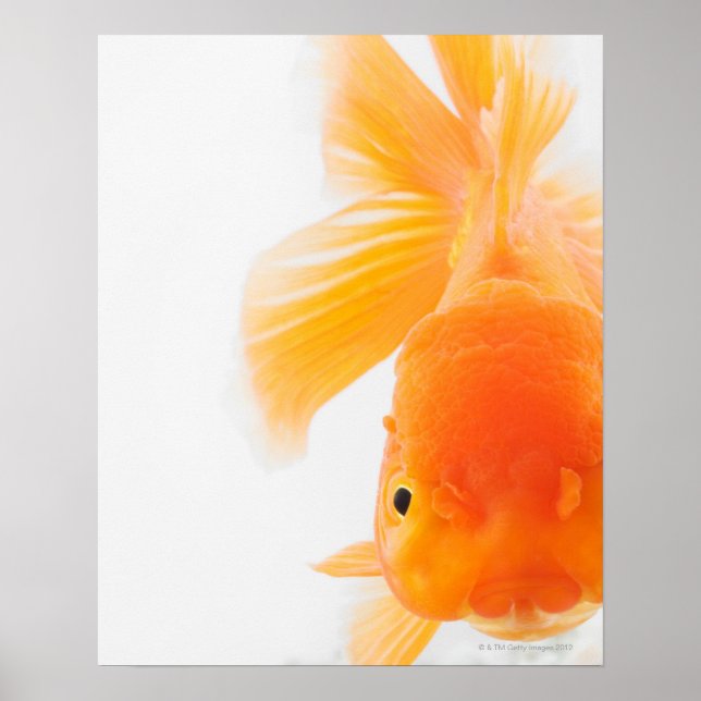 Guldfisk av orange (Carassius auratus) Poster (Framsidan)