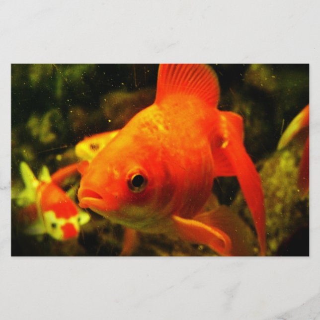 Guldfisk Brevpapper (Framsida)