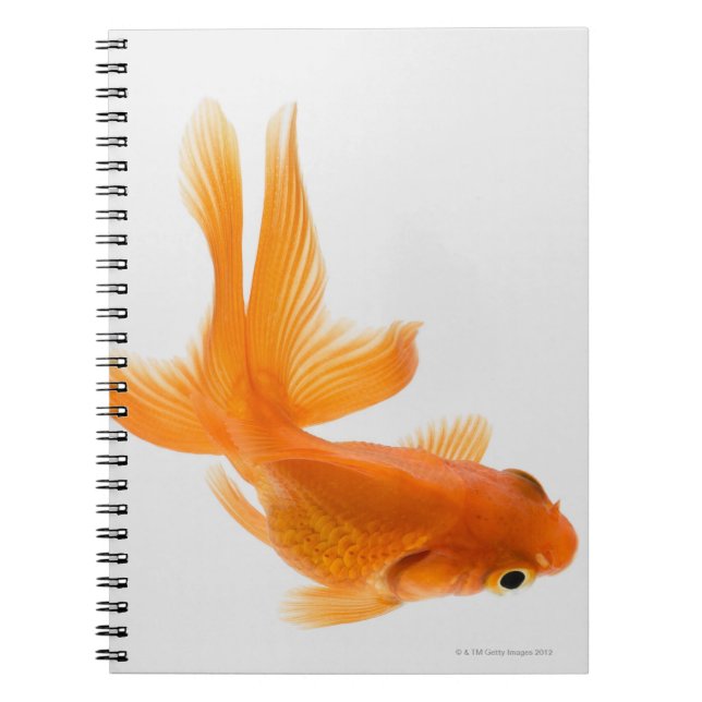 Guldfisk (Carassius auratus) 2 Anteckningsbok (Framsidan)