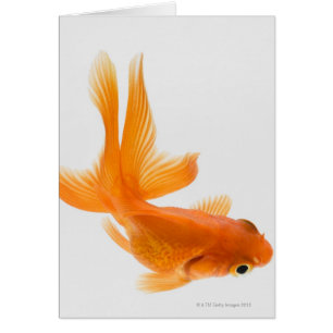 Guldfisk (Carassius auratus) 2 Hälsningskort