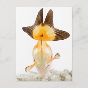 Guldfisk (Carassius auratus) 2 Vykort