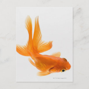 Guldfisk (Carassius auratus) 2 Vykort
