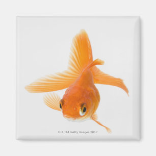 Guldfisk (Carassius auratus) Magnet
