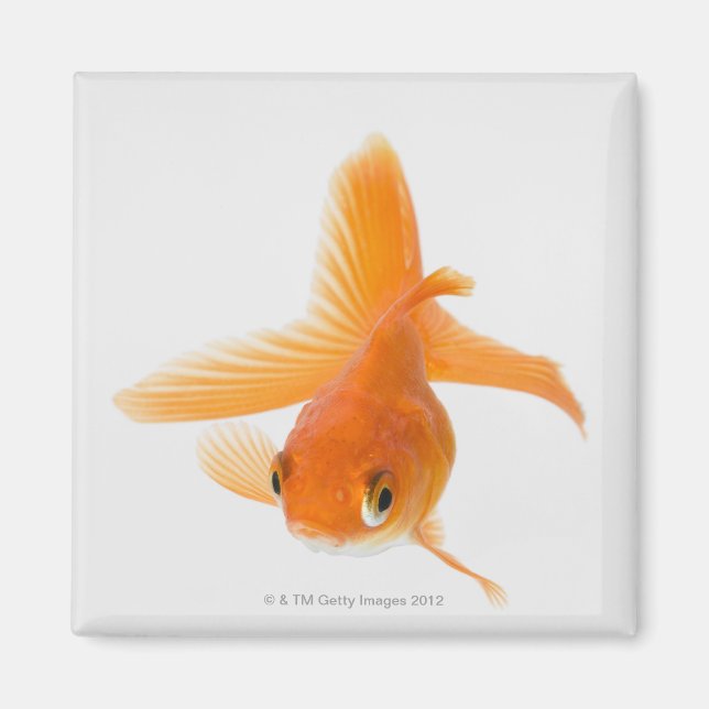 Guldfisk (Carassius auratus) Magnet (Framsidan)