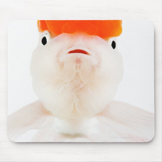 Guldfisk (Carassius auratus) Musmatta (Framsidan)