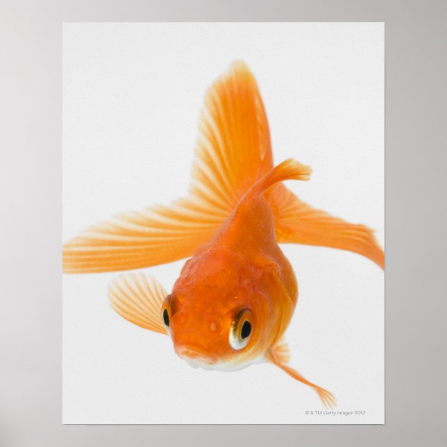 Guldfisk (Carassius auratus) Poster (Framsidan)