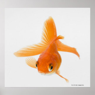 Guldfisk (Carassius auratus) Poster