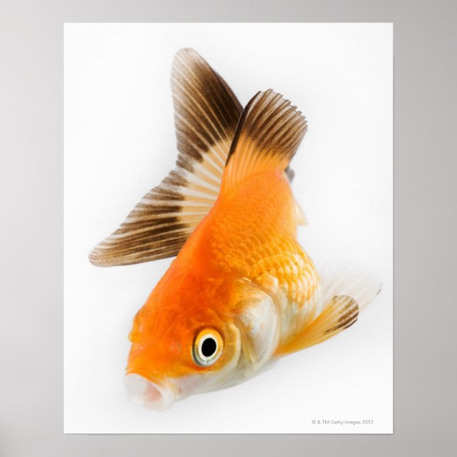 Guldfisk (Carassius auratus) Poster (Framsidan)