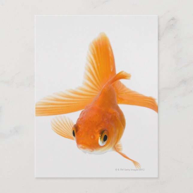Guldfisk (Carassius auratus) Vykort (Framsida)