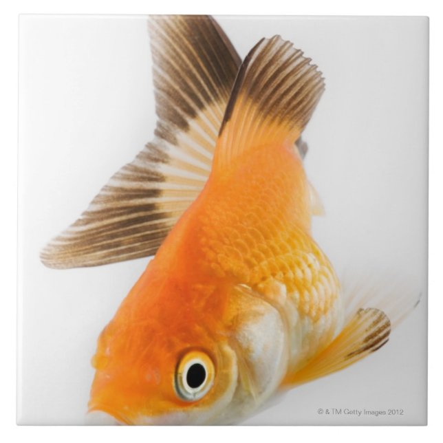 Guldfisk (Carassiusauratus) Kakelplatta (Framsidan)
