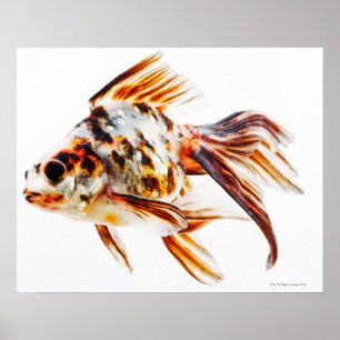 Guldfisk för CalicoFantailkomet Poster