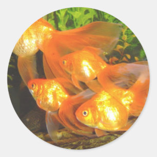 Guldfisk Galore Runt Klistermärke