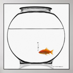 Guldfisk i bunke poster