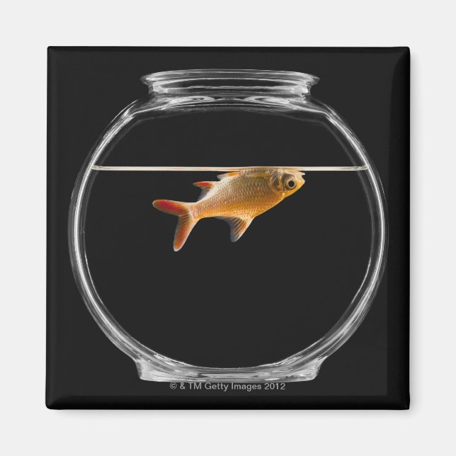 Guldfisk i skål 2 magnet (Framsidan)
