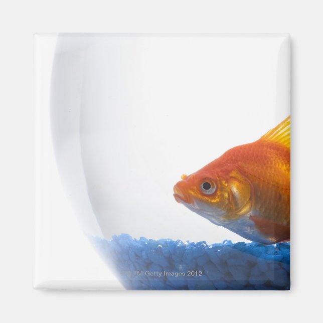 Guldfisk i skål på vit bakgrund magnet (Framsidan)
