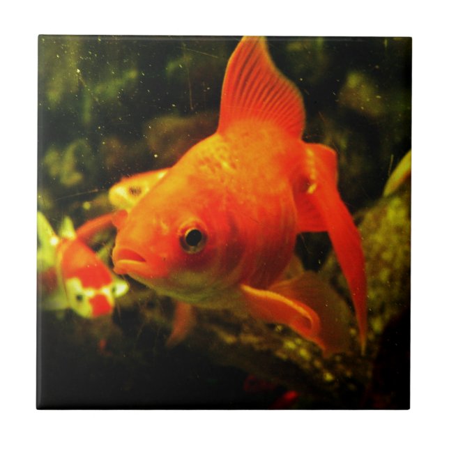 Guldfisk Kakelplatta (Framsidan)