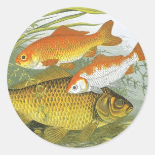 Guldfisk Koi Fisk, Vintage Marin Akvatisk Havsliv Runt Klistermärke