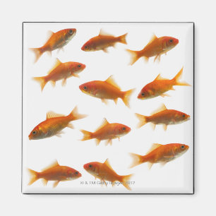 Guldfisk Magnet