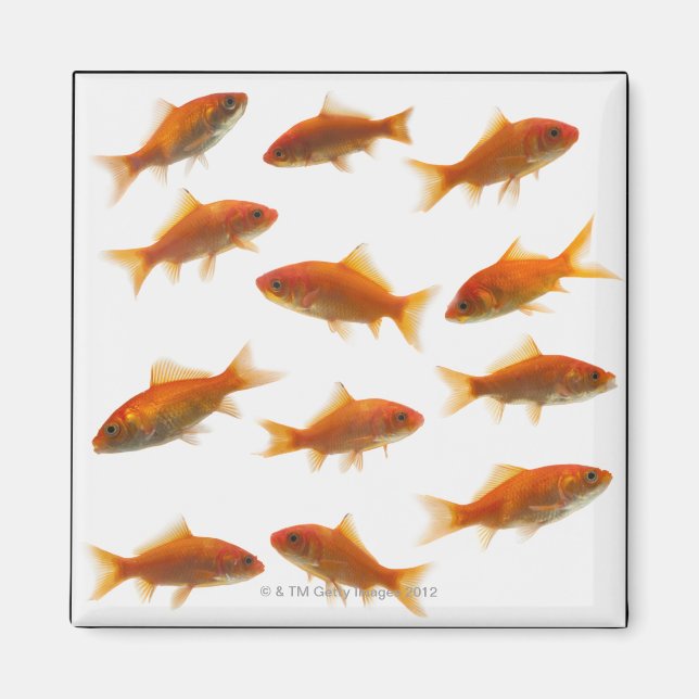 Guldfisk Magnet (Framsidan)