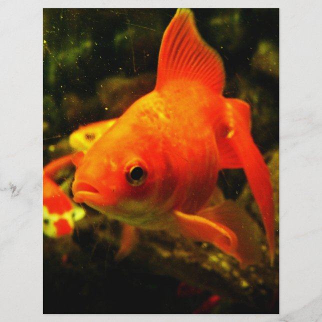 Guldfisk Reklamblad (Framsidan)