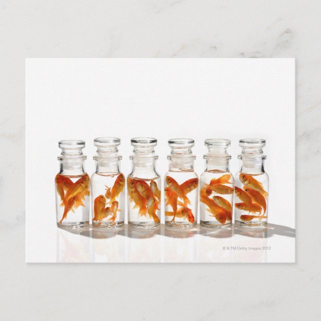 Guldfisk Vykort (Framsida)