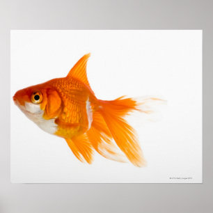 Guldfisken sida beskådar poster