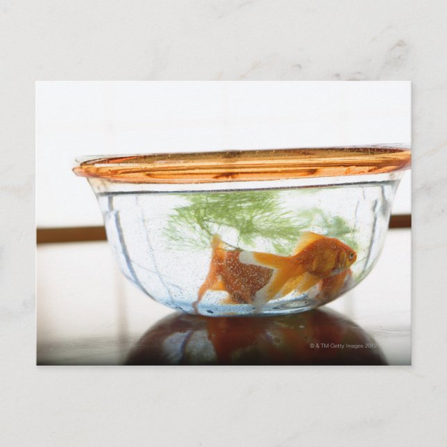 Guldfiskskål Vykort (Framsida)