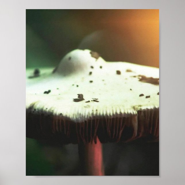 Guldglanssvamp Poster (Framsidan)