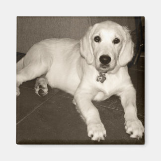 Guldhäftning (engelsk Cream) - 14 veckor Magnet