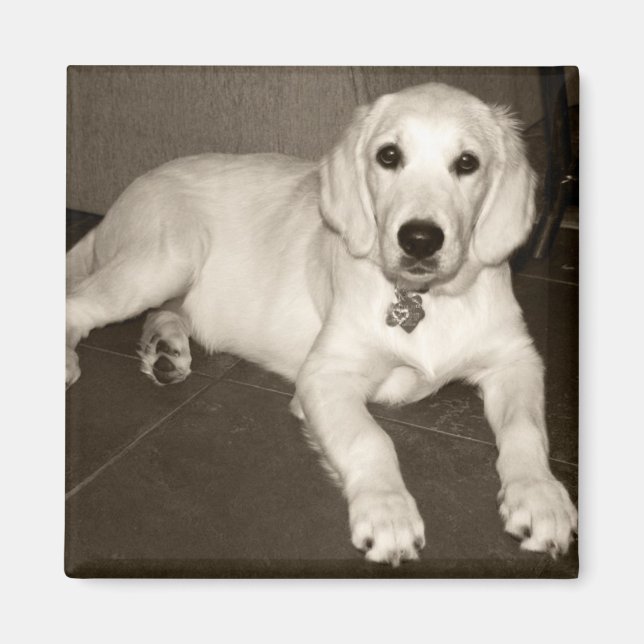 Guldhäftning (engelsk Cream) - 14 veckor Magnet (Framsidan)