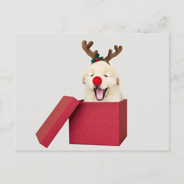 Guldkopieringsvalp i en röd julklapp vykort (Framsida)