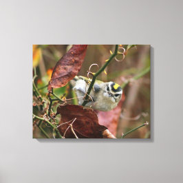 guldkröd kungsfisk canvastryck