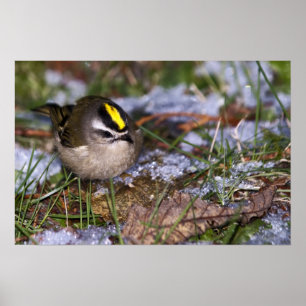 Guldkrökta Kinglet Fine Art Prints Poster