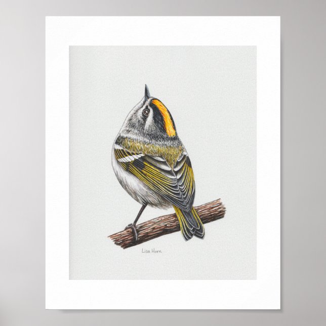 Guldkronad Kinglet Art-utskrift Poster (Framsidan)