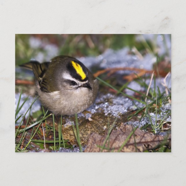 Guldkronad Kinglet-vykort Vykort (Framsida)