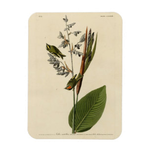 Guldkronad kungsfågel, Audubon's Birds of America Magnet