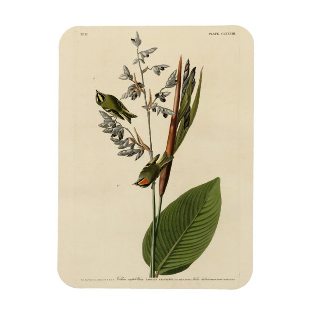 Guldkronad kungsfågel, Audubon's Birds of America Magnet (Vertikal)