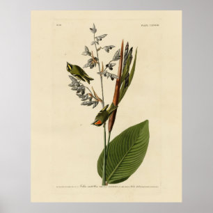 Guldkronad kungsfågel, Audubon's Birds of America Poster