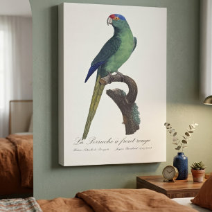Guldkronad parakit, Eupsittula Canicularis Canvastryck