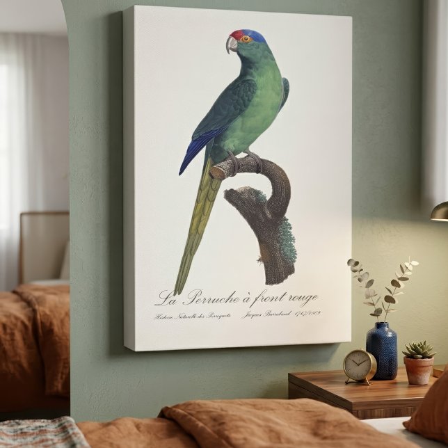 Guldkronad parakit, Eupsittula Canicularis Canvastryck (Orange-Fronted Parakeet, Eupsittula Canicularis. Canvas Print)