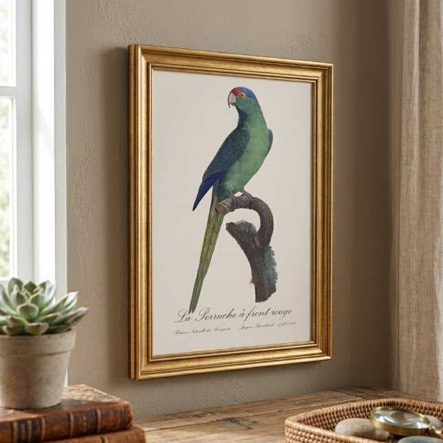 Guldkronad parakit, Eupsittula Canicularis Fototryck (Orange-Fronted Parakeet, Eupsittula Canicularis. Photo Print)
