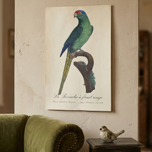 Guldkronad parakit, Eupsittula Canicularis Poster