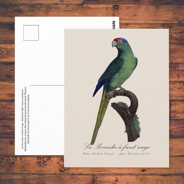 Guldkronad parakit, Eupsittula canicularis Vykort (Orange-Fronted Parakeet, Eupsittula Canicularis. Postcard)