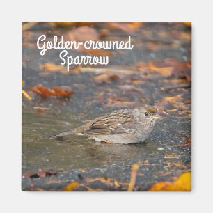 Guldkronad Sparrow Magnet