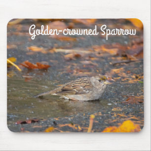 Guldkronad Sparrow Musmatta