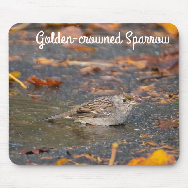 Guldkronad Sparrow Musmatta (Framsidan)