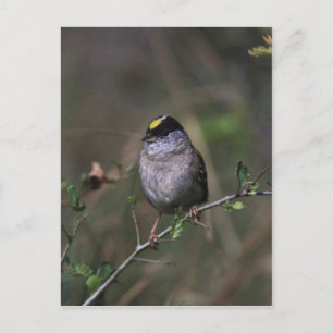 Guldkronad Sparrow Vykort