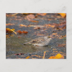Guldkronad Sparrow Vykort